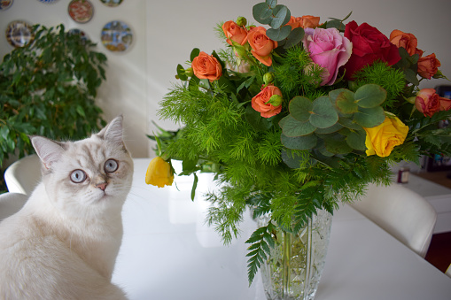 My kitten loves flowers