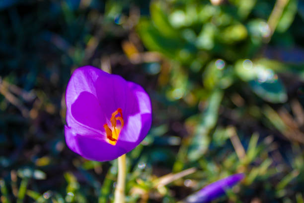 Detail of purple and yellow Primula flowers