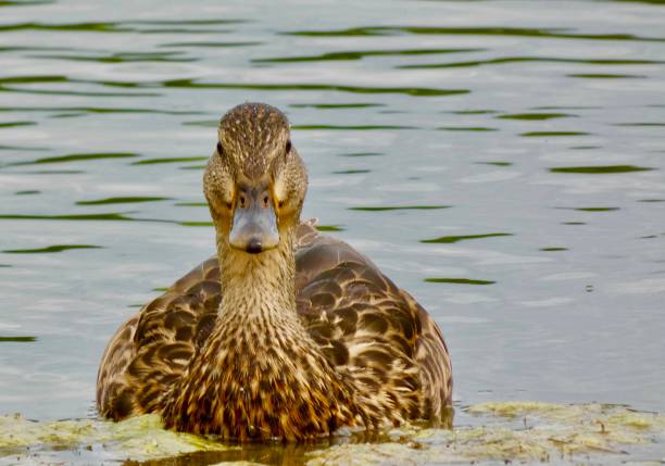 Mallard duck, Female - Close-up front view looking at the camera at the water's edge in a public park\n\nlocation: Wellesley ON CA