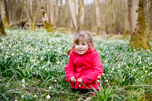 Cute little girl with first spring flowers snowflakes on sunny day in forest, outdoors. Child with floor covered with leucojum vernum spring flowers. Beautiful family walk
