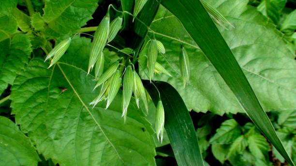 istock plant common oat - avena sativa 1459687338