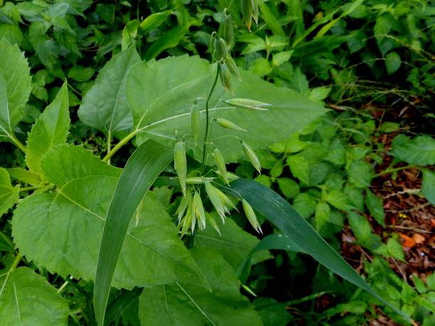 istock plant common oat - avena sativa 1459687433