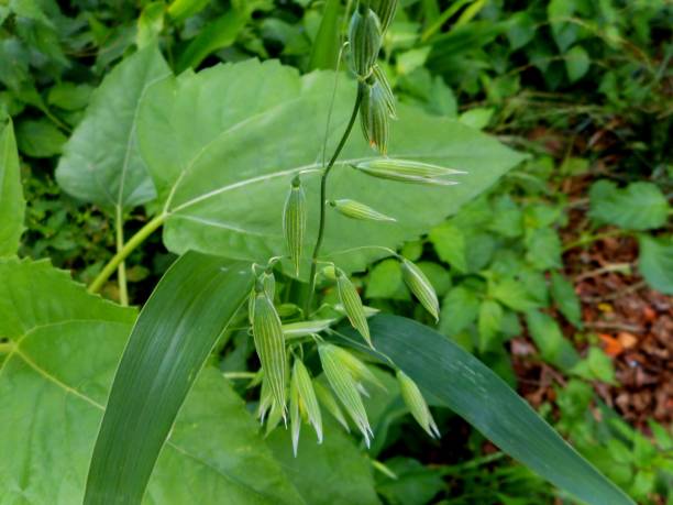 istock plant common oat - avena sativa 1459687435