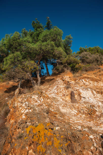 istock Green coniferous trees on the rock with red stones over sky background 1459687870