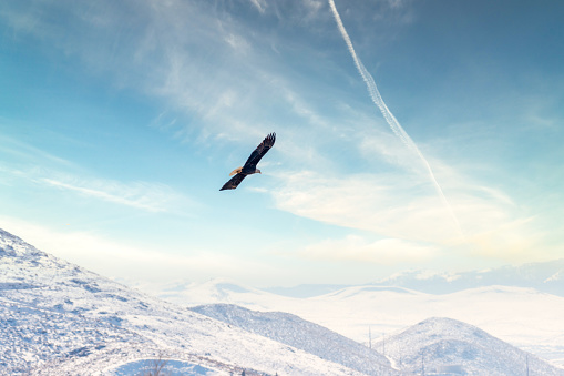 Bald Eagle Flying in an overcast sky over snowcapped mountains during winter.