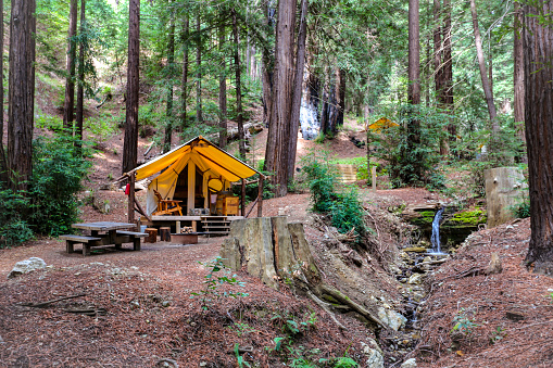 Glamping in the redwood forest on the California coast