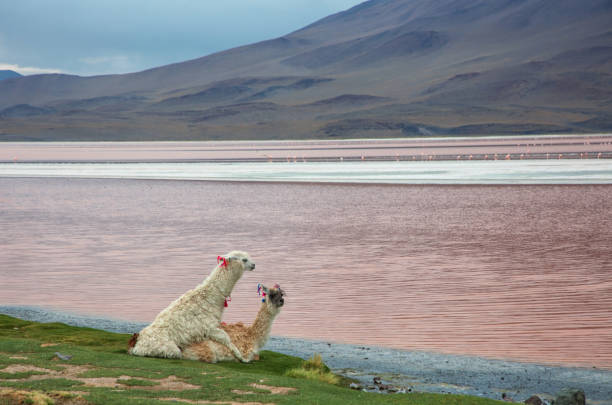 Salt lake - Salar de Uyuni in Bolivia