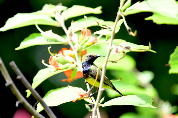 istock Male Olive - backed Sunbird 1459690854