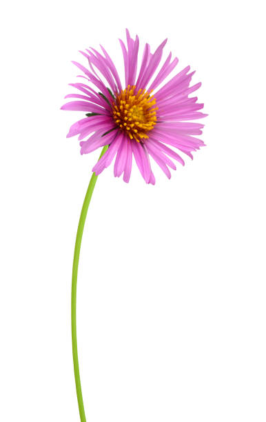 istock flower (Asteraceae) of symphyotrichum branch 1459693581