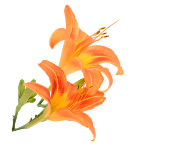 istock Orange day lily flower 1459693602