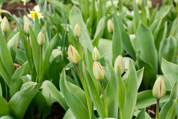 istock Beautiful unopened tulip buds growing in garden on spring day 1459693901