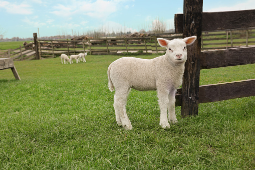 Cute lamb near wooden fence on green field, space for text