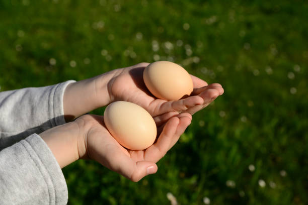 istock Child holding raw chicken eggs outdoors, closeup 1459695404
