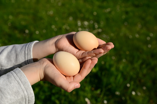 Child holding raw chicken eggs outdoors, closeup