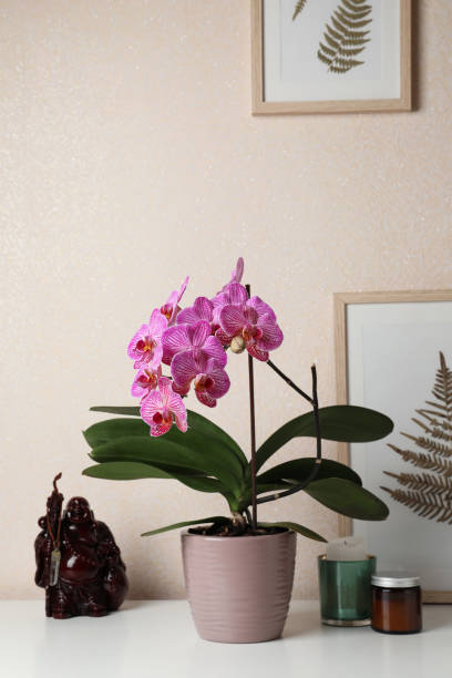 istock Beautiful pink orchid flower and different decor elements on white table 1459696353