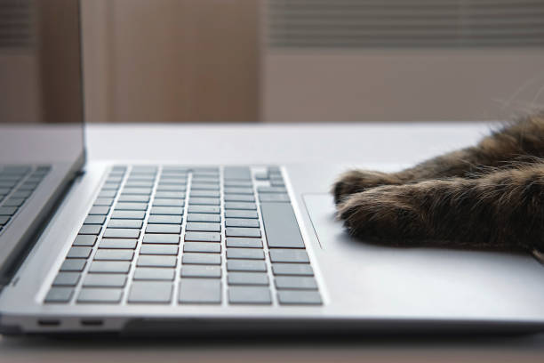 Cat using the computer. Cat Paw using Laptop. Side View Close Up. Home Office. Fluffy Feline Paws Typing on the Keyboard, Scrolling Swiping and Tapping Touchpad. Animals and Pets Using Technology. 4K
