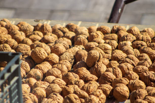 Walnut texture pattern. Many walnut exposed to the sun - drying. Healthy food background