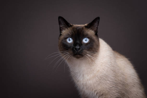 istock blue eyed siamese cat portrait 1459700071