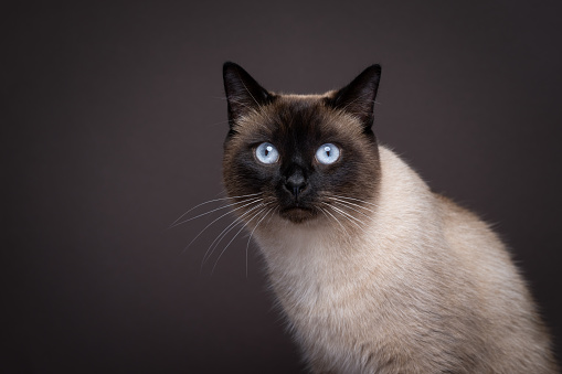 blue eyed siamese cat portrait on dark brown background with copy space left