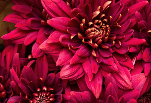 Burgundy chrysanthemum flowers background close up