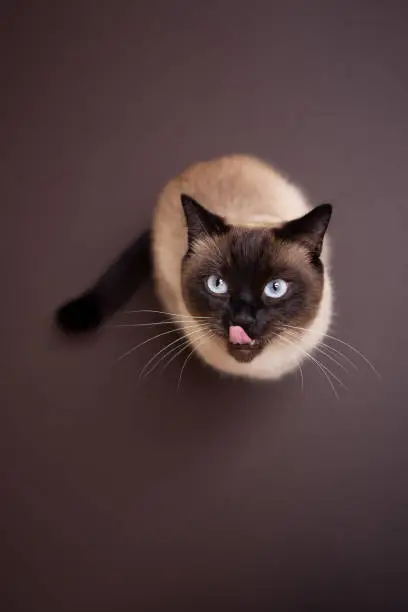 high angle view of mouth licking siamese cat sitting on brown background looking up at camera with copy space on top an bottom