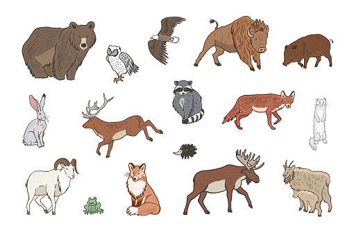 Forest animals vector illustrations set.