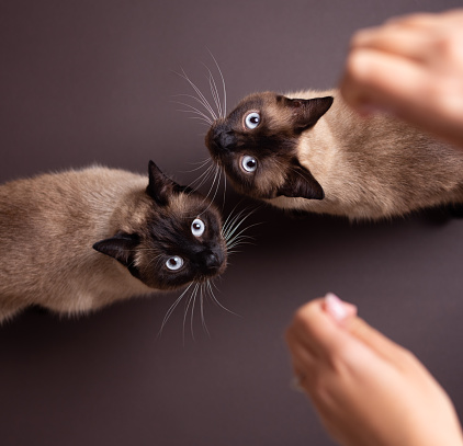 top view of two hungry cats looking up at pet owner's hands with snacks