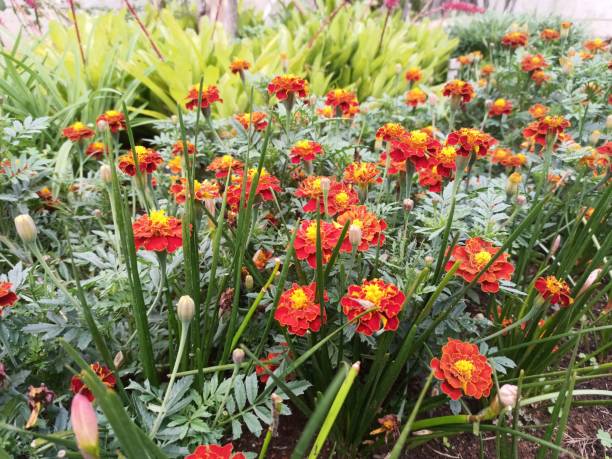 Red flowers in a colorful landscape format garden. Beautiful Garden in the morning