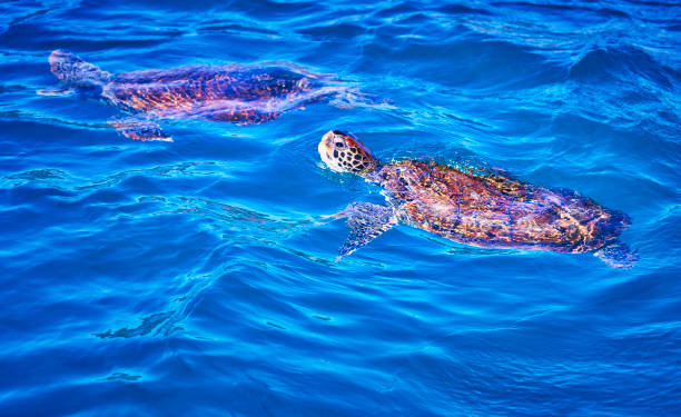 istock turtle swimming in the ocean 1459702194