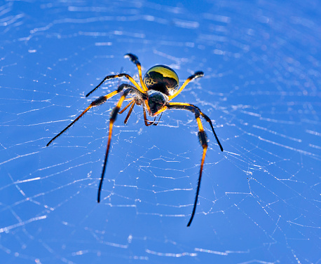 spiderweb with big spider on cabo verde