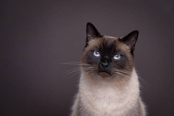 istock beautiful siamese cat  portrait on dark brown background 1459702415
