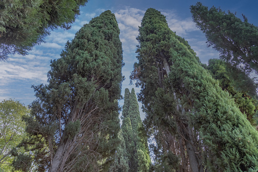 Poplar Trees. Taken via medium format camera.