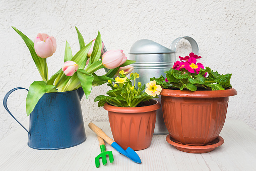 Gardening tools, primula flowers in pots, pink tulips and watering can