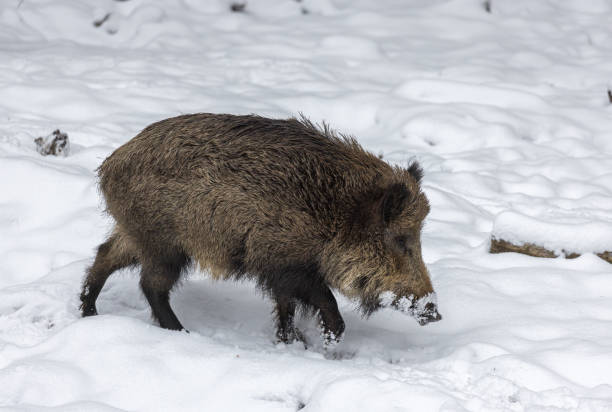 istock Large male wild boar (Sus scrofa) in winter 1459703732