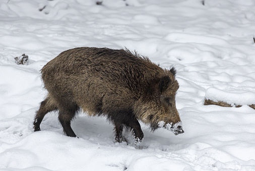 Strong male wild boar (Sus scrofa) walking in snow.