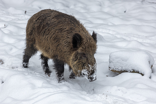 Large male wild boar (Sus scrofa) walking in snow.