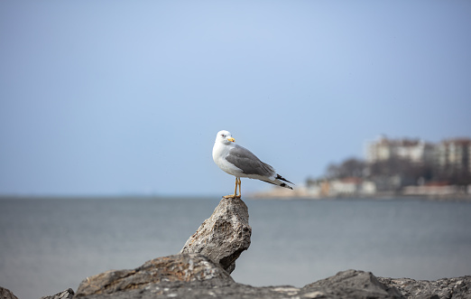 Gulls, or colloquially seagulls, are seabirds of the family Laridae in the suborder Lari. They are most closely related to the terns and skimmers and only distantly related to auks, and even more distantly to waders.