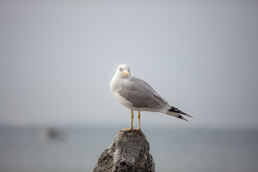 Gulls, or colloquially seagulls, are seabirds of the family Laridae in the suborder Lari. They are most closely related to the terns and skimmers and only distantly related to auks, and even more distantly to waders.