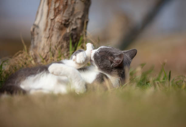 The cat is a domestic species of small carnivorous mammal. It is the only domesticated species in the family Felidae and is commonly referred to as the domestic cat or house cat to distinguish it from the wild members of the family.