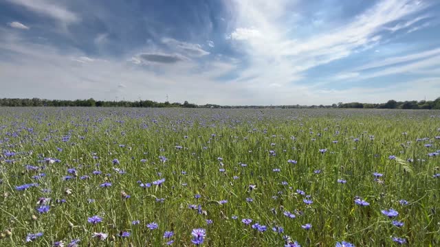 Cornflowers field