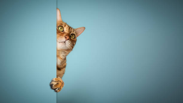 istock Close-up portrait of a cat on a white background. 1459709574