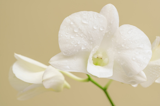 A white phalaenopsis orchid in a glass cube with river stones. This image has an embedded path which may be used to delete the reflection if desired. Photographed on a bright white background. Extremely high quality faux flowers.