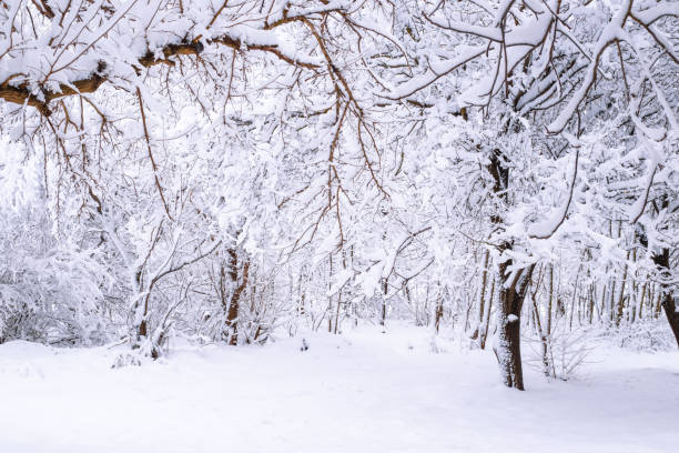 istock Winter landscape. Trees covered with white snow in the forest 1459710584