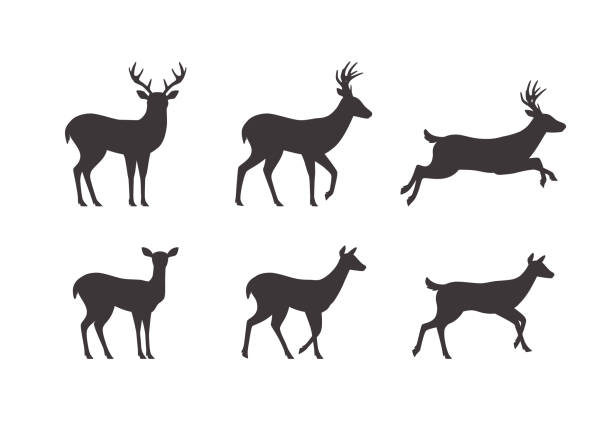 illustrations, cliparts, dessins animés et icônes de ensemble de silhouettes de cerfs mâles et femelles dans différentes poses, illustration vectorielle plate isolée sur fond blanc. - famille du cerf