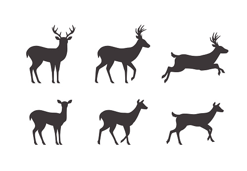 Set of male and female deer silhouettes in different poses, flat vector illustration isolated on white background. Reindeer running and jumping, black and white icon.