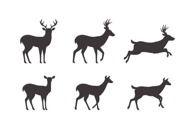 Set of male and female deer silhouettes in different poses, flat vector illustration isolated on white background. Set of male and female deer silhouettes in different poses, flat vector illustration isolated on white background. Reindeer running and jumping, black and white icon. doe deer silhouette stock illustrations