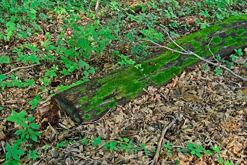 A moss covered log and green vegetation along the trail at Effigy Mounds national monument. Shallow mounds marking historic Native American burial mounds at Effigy Mounds national monument, Iowa. A small national park installation showcasing prehistoric native burial mounds near Harpers Ferry Iowa.