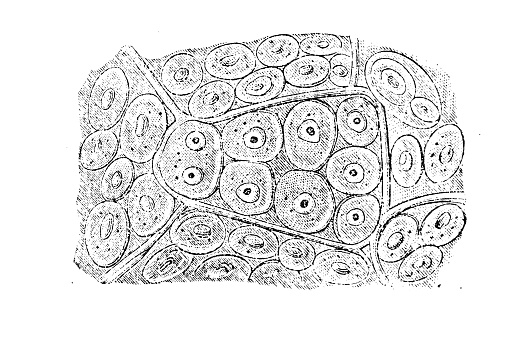 Cells of a cartilage