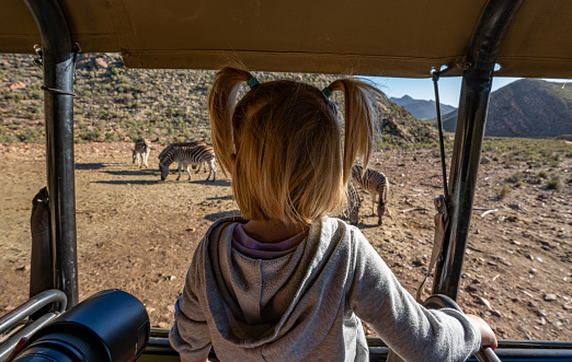 Toddler girl on safari watching a herd of zebras during the summer in beautiful Western Cape South Africa.