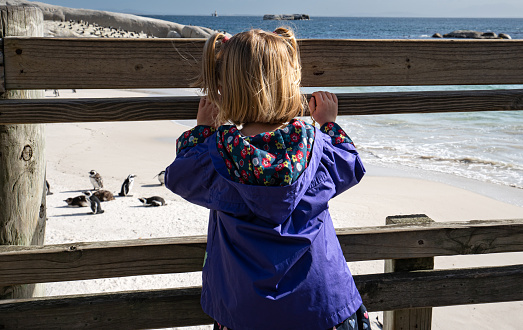 Toddler girl at the famous Boulders Penguin Colony in Simons Town which is home to an adorable and endangered land-based colony of African Penguins. This colony is one of only a few in the world, and the site has become famous and a popular international tourist destination.